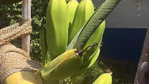 Hobbygärtner in Wien kann bald Bananen ernten