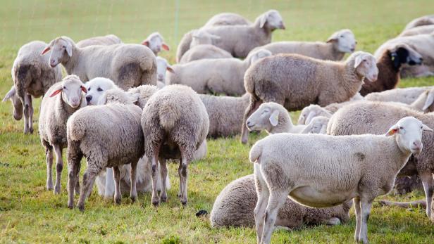 25.000 Schafe würden laut der FPÖ unter Umgehung geltender Gesetze geschlachtet.