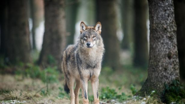 Der Wolf könnte in die Wiener Alpen zurückgekehrt sein