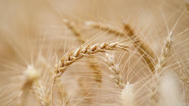 Ernteeinbußen bei Getreide von bis zu 20 Prozent