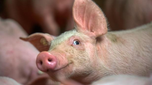 Schlaue Schweine: Sie können Menschen doch unterscheiden