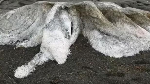 Russland: Mysteriöse, haarige Kreatur am Strand gefunden