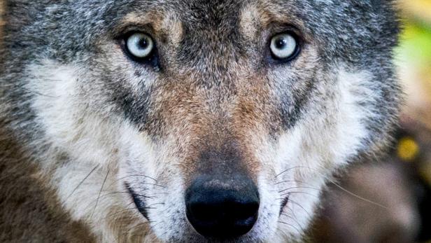 Gehör für Wolf-Petition im EU-Parlament