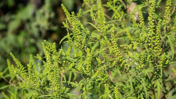 Ragweed-Pollen: Diese Woche droht erste Spitzenbelastung