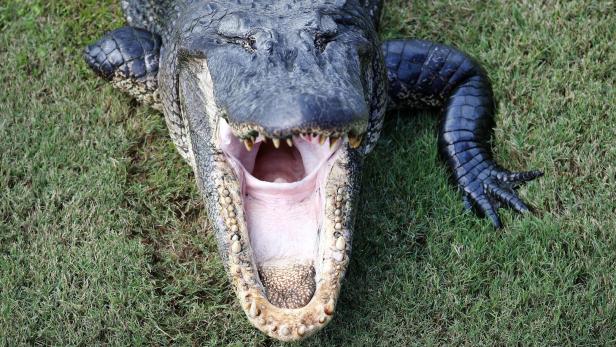 Frau in den USA beim Gassigehen von Alligator getötet