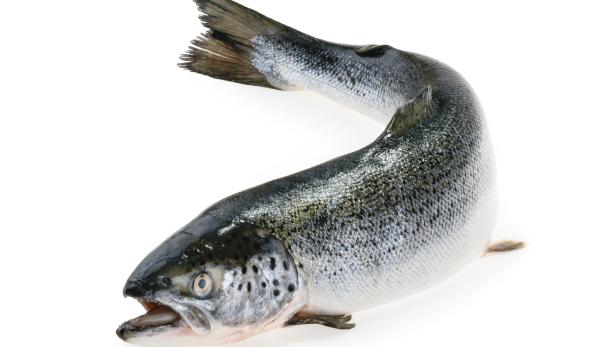 Salmon fish isolated on white