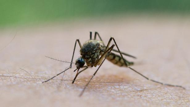 Derzeit surren Stechmücken nur leise durch die Lande