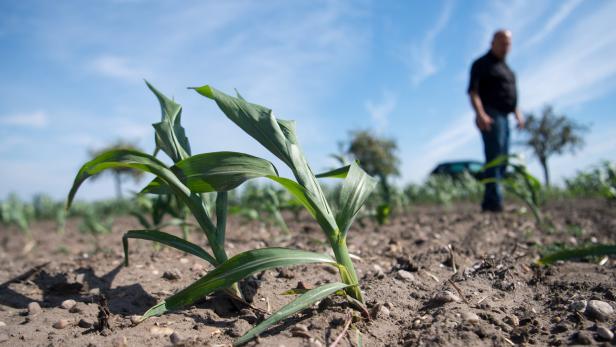 Dürre: Deutschland greift Bauern unter die Arme
