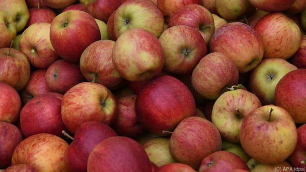 Die Apfelernte hat heuer früher als sonst begonnen Die Apfelernte hat heuer früher als sonst begonnen
