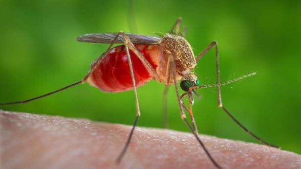 Verschiedene Stechmückenarten können das West-Nil-Virus übertragen.
