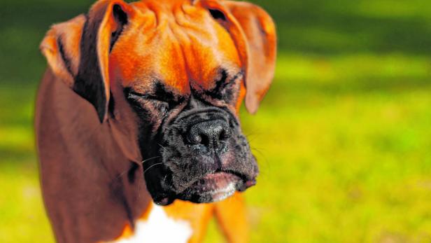 Tiercoach: Nicht jedes Niesen zeigt bei Hunden eine Krankheit an