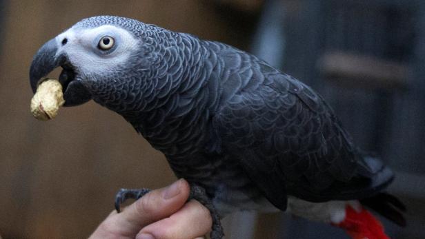 Spielgeld für Futter: Papageien denken ökonomisch