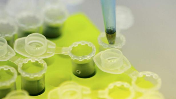 Laboratory technicans of the company Icon Genetics