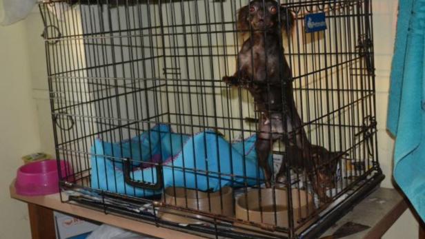 Drei der Kleinhunde wurden in Käfigen gehalten, was nicht erlaubt ist