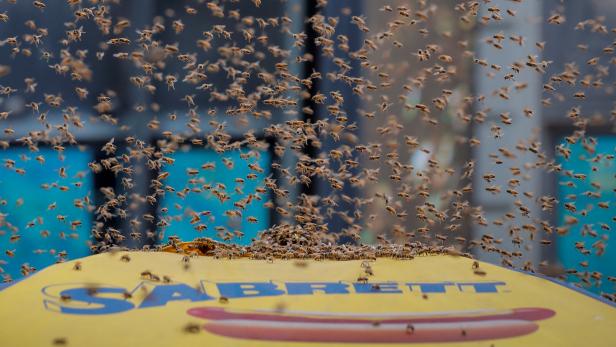 Zigtausende Bienen belagerten Hotdog-Stand in New York