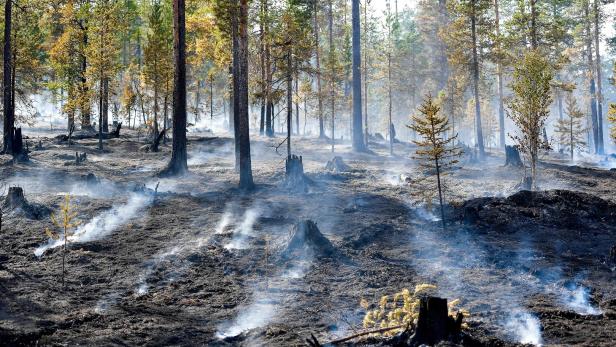 Waldbrände in Schweden - heuer im Sommer, in Folge einer nie dagewesenen Hitzewelle
