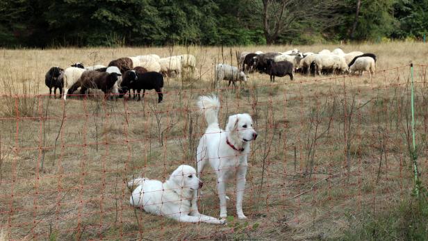 Im Waldviertler Kamptal sind erste Herdenschutzhunde im Einsatz