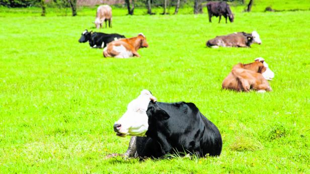 Laut der Arbeitsgemeinschaft Österreichischer Rinderzüchter hat die Umstellung keine Auswirkungen auf die Tiere