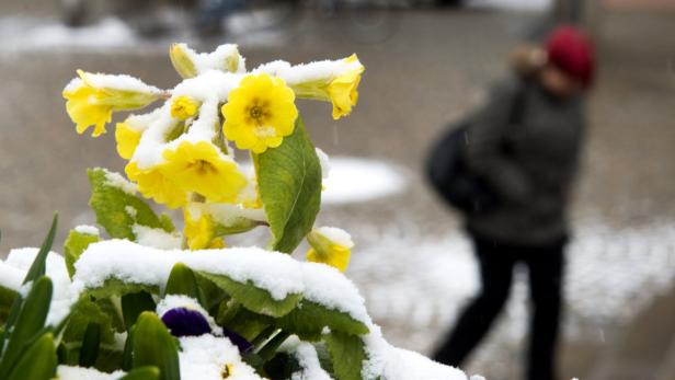 Blumen sind am 26.03.2013 in Metten (Bayern) mit Schnee bedeckt. Foto: Armin Weigel/dpa +++(c) dpa - Bildfunk+++