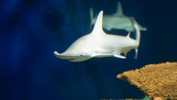 Forscher entdeckten ersten Allesfresser-Hai