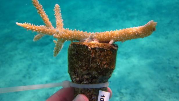 Ein Korallenfragment ist auf einem nummerierten Sockel im türkisfarbenen Wasser befestigt.