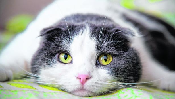 Tiercoach: Katzenleukämie bleibt oft lange unentdeckt