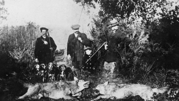 Jagdszene um 1900 in Frankreich. In Niederösterreich wurde der letzte Wolf im Dezember 1899 erlegt. Jetzt wird der Abschuss wieder möglich sein.