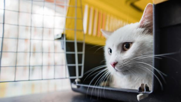 Tiercoach: Wie steigt die Katze freiwillig in die Box?
