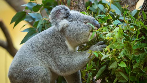 Schönbrunner Koala speist künftig auch regional