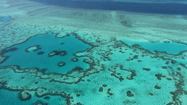Haie griffen Frau und Mädchen am Great Barrier Reef an