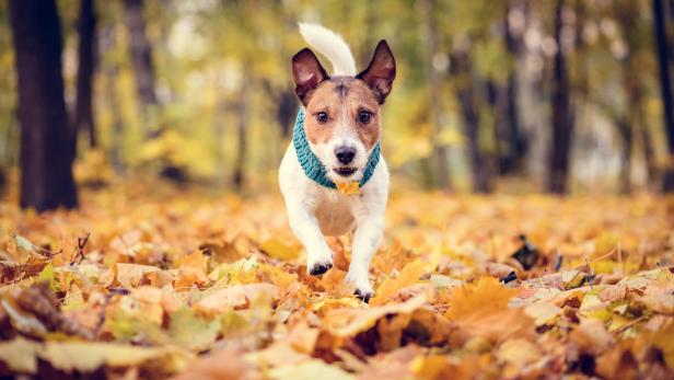 Tiercoach: Wie Hunde vor dem gefährlichen Staupevirus geschützt werden