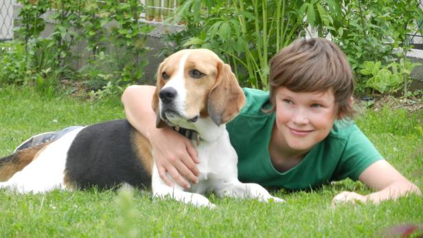 Jäger erschoss freilaufenden Beagle