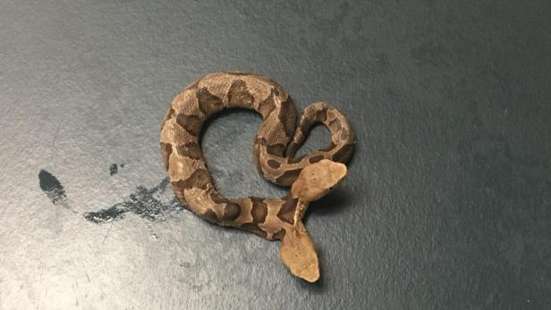 Virginia: Seltene zweiköpfige Schlange entdeckt