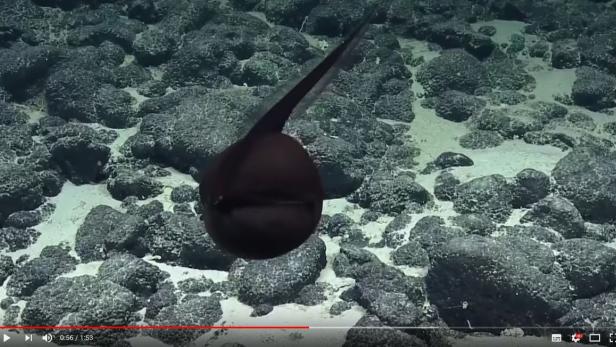 Forscher filmten Aal mit Riesenmaul