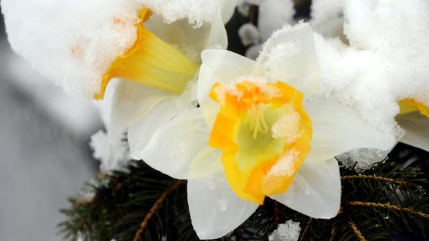 APA12125210-2 - 31032013 - TULLN - ÖSTERREICH: Von Schnee bedeckte Blüten in Tulln am Sonntag, 31. März 2013. Das Wetter präsentiert sich am Ostersonntag in ganz Österreich winterlich. APA-FOTO: HERBERT PFARRHOFER
