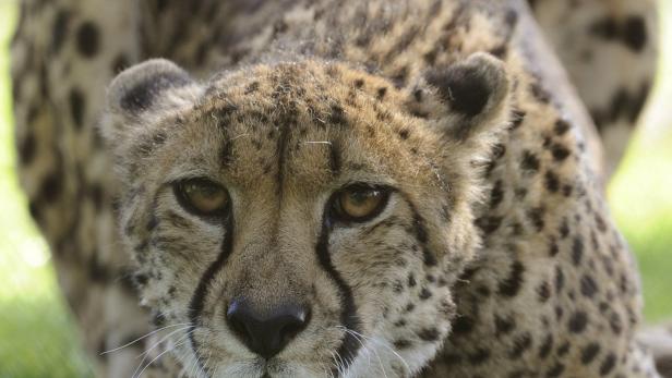 Absprung: Mit mehr als 100 km/h auf kurzer Strecke ersprintet der Gepard kraftschonend seine Beute.