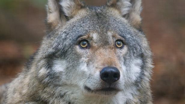 Umweltaktivisten setzen sich für die Rückkehr der Wölfe ein, Bauern sind dagegen