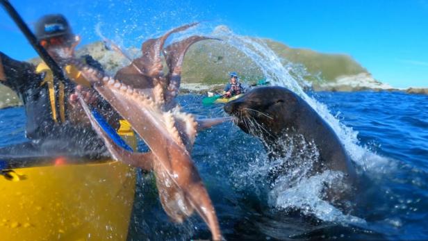Neuseeland: Seehund schleudert Paddler Tintenfisch ins Gesicht