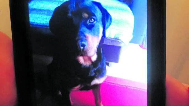 Einjähriger nach Hundebiss gestorben: Papa mit Abschiedsbrief