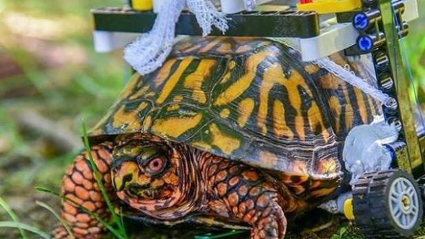 USA: Verletzte Schildkröte erhielt Lego-Rollstuhl