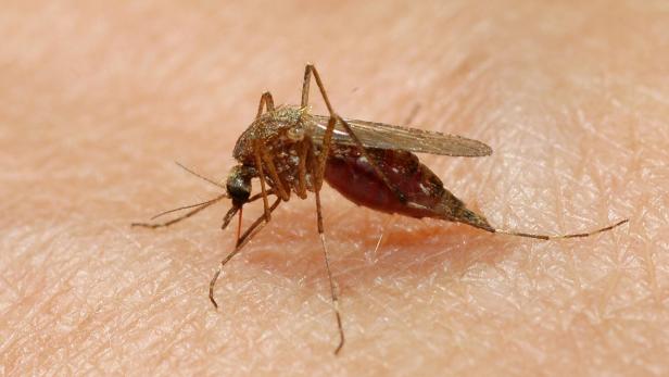 Mosquito sucking blood