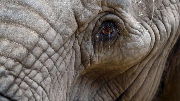 An besonders verletzlichen Stellen wie dem Rüssel ist die Haut eines Elefanten bis zu drei Zentimeter dick.