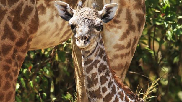 Giraffenbabys erben das Muster ihrer Mütter.