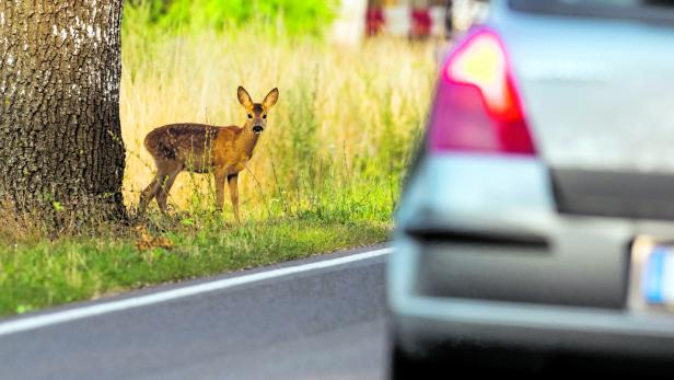 14.000 Wildtiere wurden im Vorjahr in der Steiermark bei Unfällen getötet