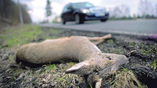 Durchschnittlich kommen in Österreich 83.466 Wildtiere pro Jahr im Straßenverkehr zu Tode