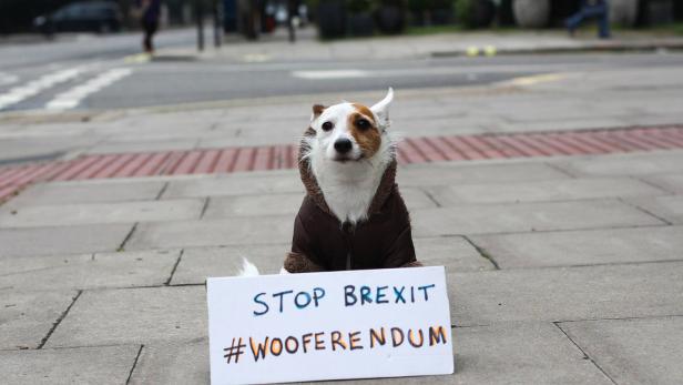 Der Terrier Archie mit einem Protestplakat gegen den Brexit.