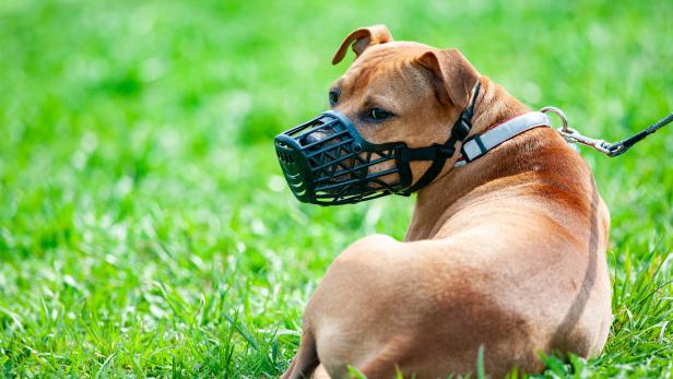 Hundehalterverband will Regeln für Listenhunde zu Fall bringen