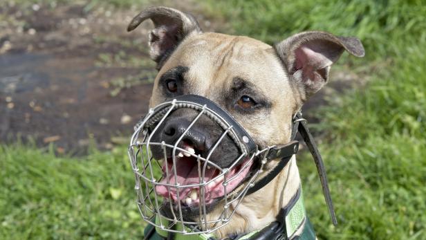 Ein Hund mit Maulkorb steht auf einer Wiese.