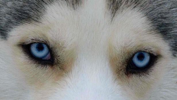Charakteristisch für den Husky sind die leicht schräg gestellten, mandelförmigen Augen, die blau oder braun sein können.