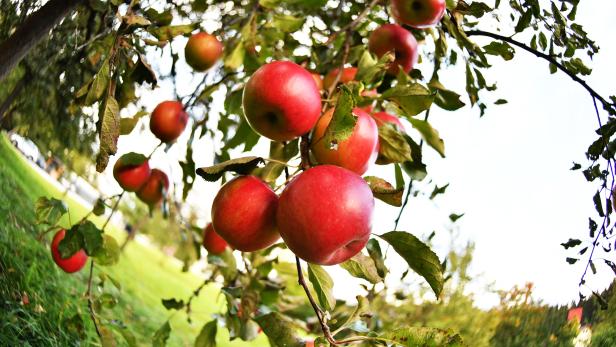 Millionenbetrug mit Äpfeln in der Steiermark